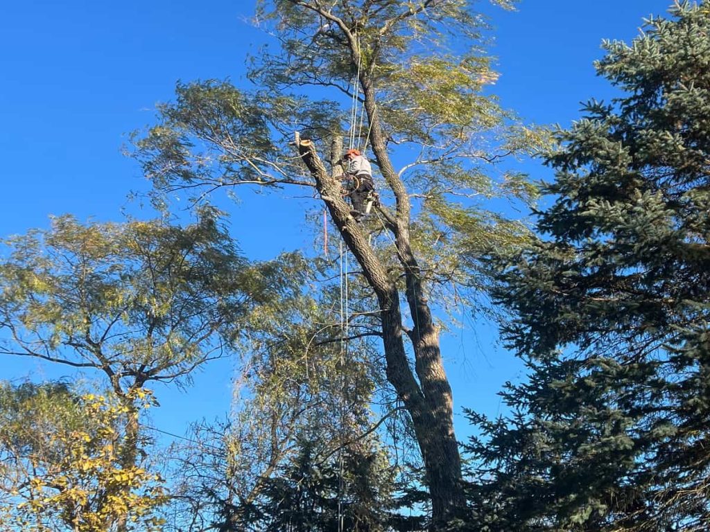 Tree Pruning