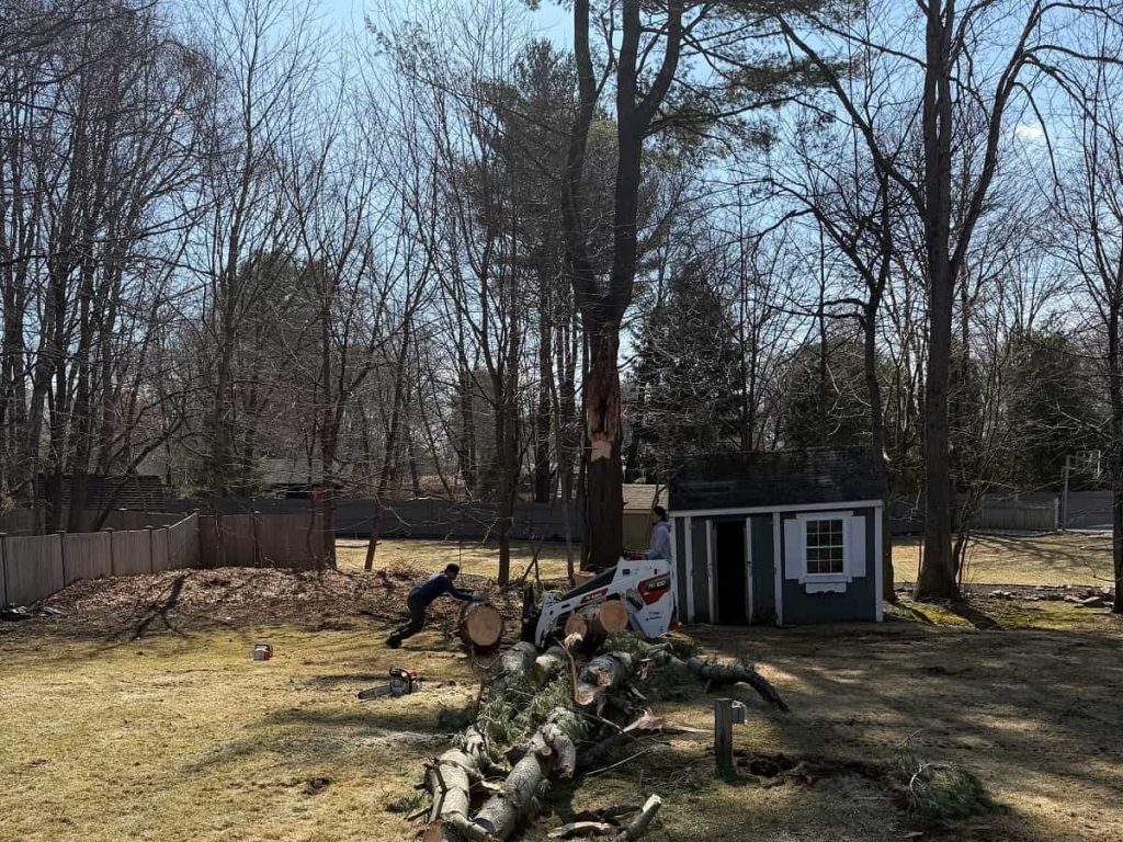 Tree Services